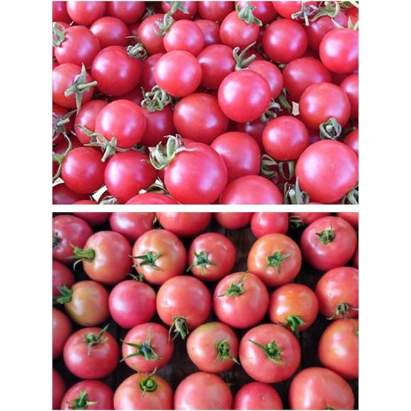 HJADGG Pink Tomato Combo 25+ Pink Ponderosa and 25+ Pink Brandywine Tomato Seeds Plus Bonus Lettuce Seed Pack -All Heirloom Seeds