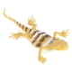 thumbnail image 2 of 12 Pcs Colorful Lizard Models for Kids Animal Toys Educational Props, 2 of 4