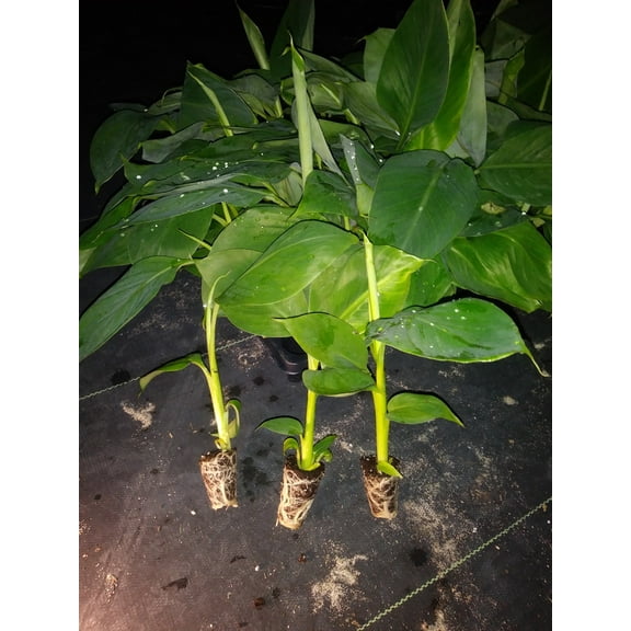 "GOLDFINGER" Banana Tree Rare plant! HEALTHY pesticide free