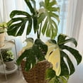 thumbnail image 5 of Monstera Plant Live, Rare Tropical Monstera Well Rooted, Live Philodendron Indoor Houseplant 4-8 Inches Ready to Grow (Variegated White Monstera), 5 of 5