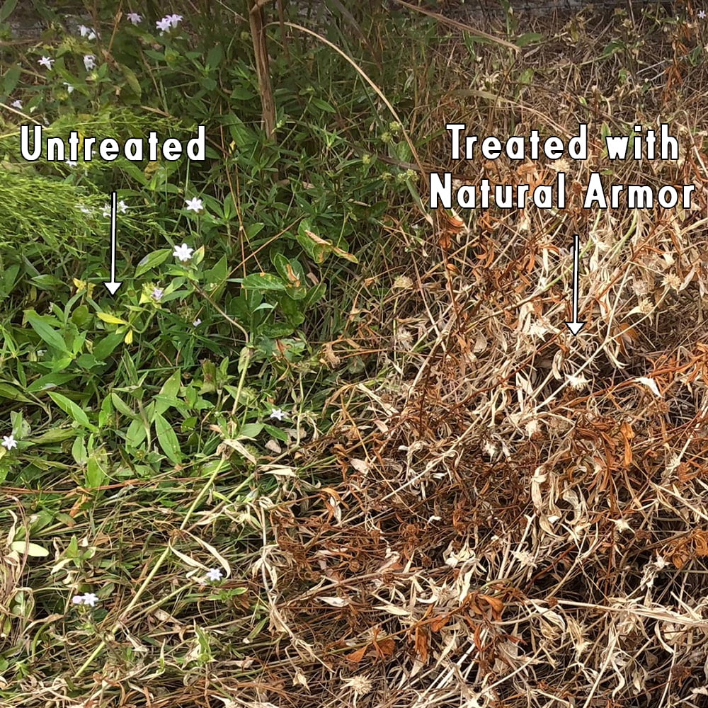 Natural Armor Weed & Grass Killer All-Natural Concentrated Formula. Contains No Glyphosate. Case of (4) Gallons