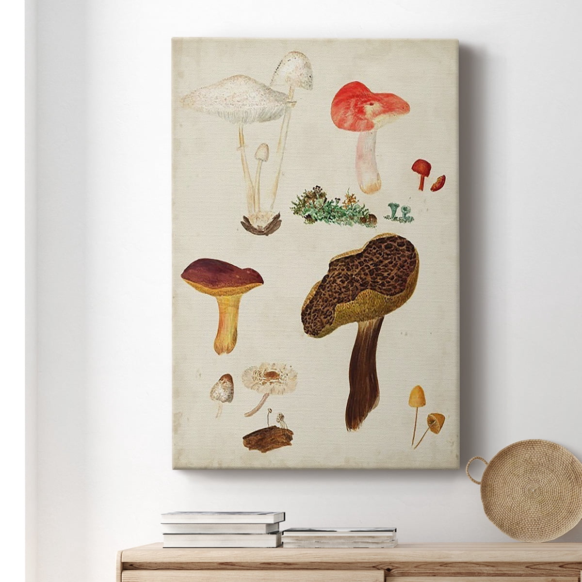 Mushroom Species XI Premium Gallery Wrapped Canvas - Ready to Hang