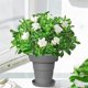 thumbnail image 4 of Outdoor or Indoor Flower Pots with Self-Watering Function,Gray, 4 of 5
