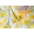 thumbnail image 3 of Disher, Mandy 18x13 Black Modern Framed Museum Art Print Titled - Papaver Ice, 3 of 5
