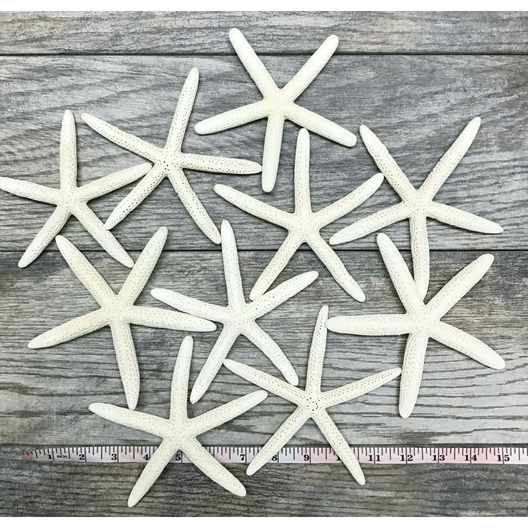 Real Starfish Decor - 10 pack Assorted White Starfish 4-5 - Starfish for  Crafts - White Starfish Décor - Large Starfish - Craft Starfish Bulk - Star  Fish Decorations 