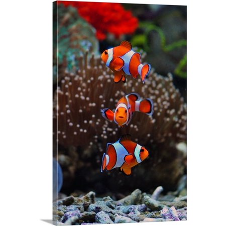 Great BIG Canvas Michael Gunawan Premium Thick-Wrap Canvas entitled Nemo