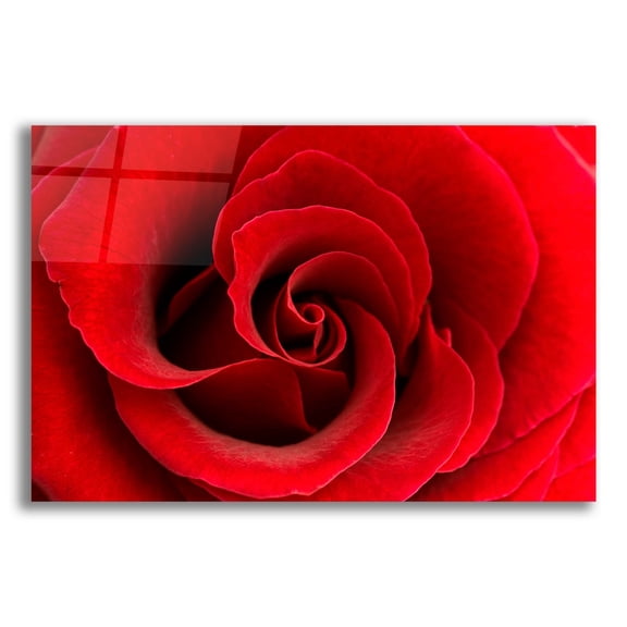 Epic Art 'Red Rose 03' by Tom Quartermaine, Acrylic Glass Wall Art, 16"x12"