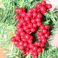 thumbnail image 2 of Esquejes de bayas de cristal de Navidad Guirnalda de árbol de Navidad Accesorios de decoración de vid de árbol Diseño del lugar de bayas rojas material de bayas rojas: espuma; ANGGREK Otros, 2 of 8