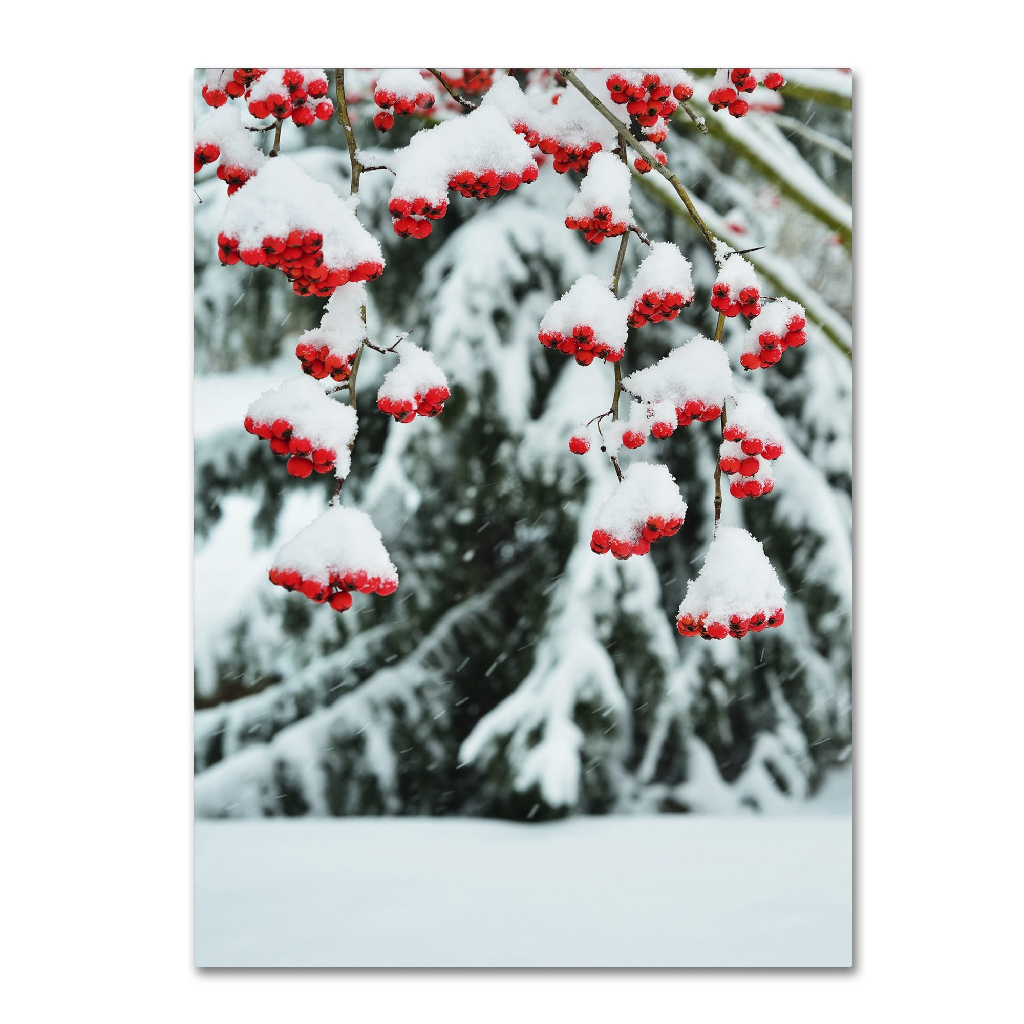 Trademark Fine Art "Winter Berries and Pine" Canvas Art by Kurt Shaffer