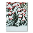 thumbnail image 2 of Trademark Fine Art "Winter Berries and Pine" Canvas Art by Kurt Shaffer, 2 of 4