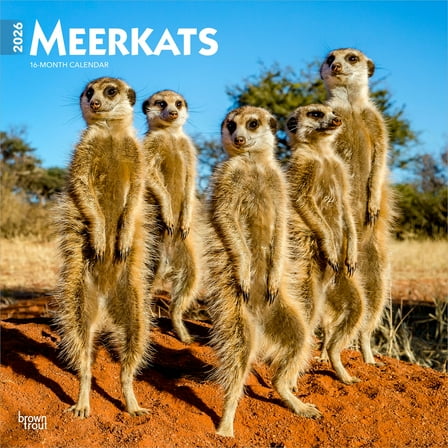 Meerkats | 2026 12x24" (Hanging) Square Wall Calendar | Plastic-Free | BrownTrout