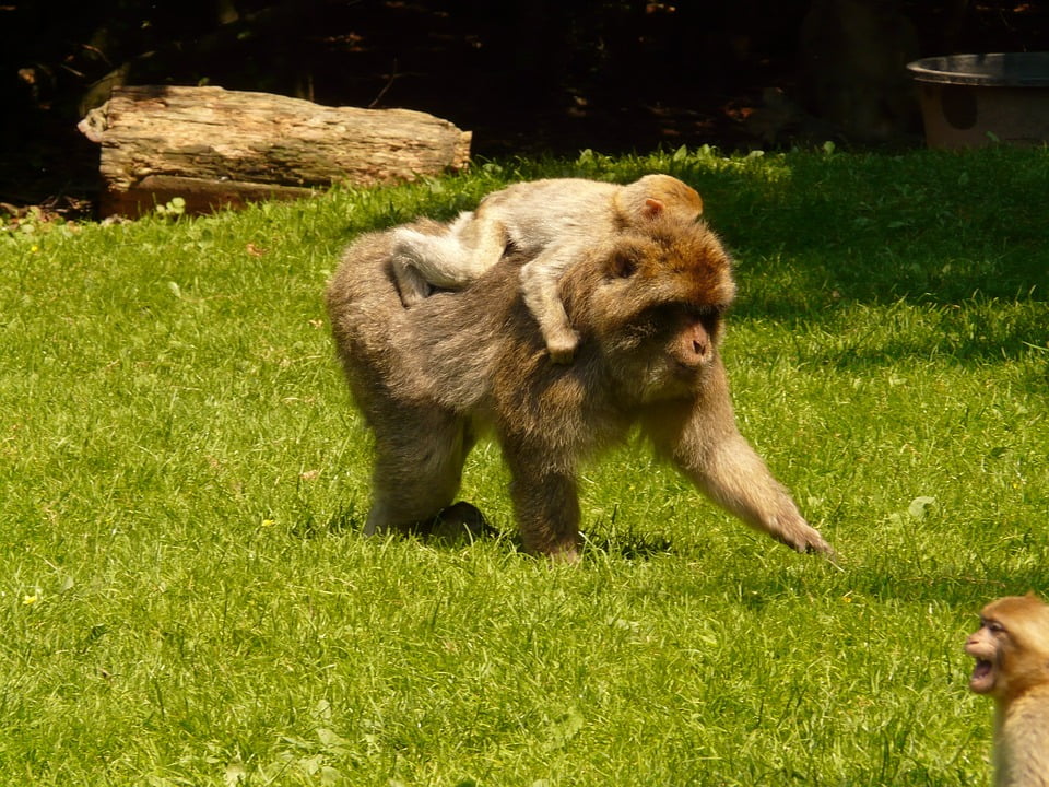 Monkeys for sale in alabama