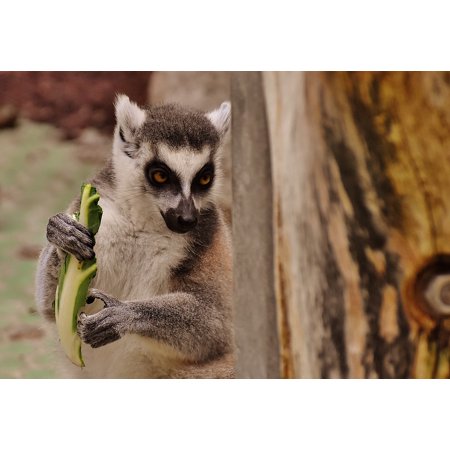 - Peel-n-Stick Poster of Zoo Sweet Monkey Lemur Animal Eat äffchen Cute Poster 24x16 Adhesive Sticker Poster Print