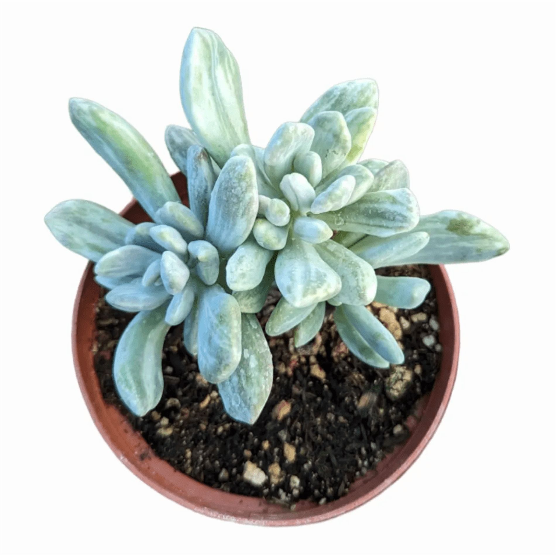 Pachyveria Variegata Succulent Live Plant 2 Inch for Indoor Outdoor Home Office Garden Decor