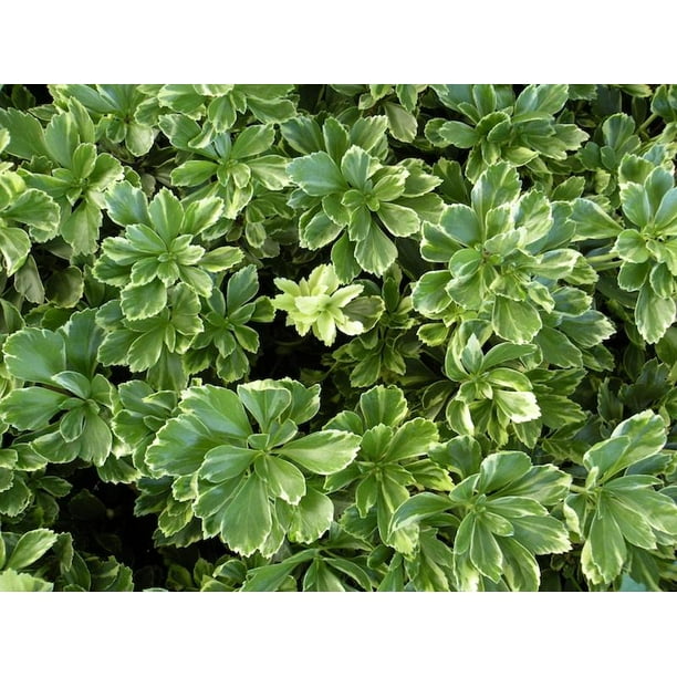 Classy Groundcovers Variegated Japanese Spurge Pachysandra Terminalis Silveredge Variegated Pachysandra Pachysandra Variegata 50 Bare Root Plants Walmart Com