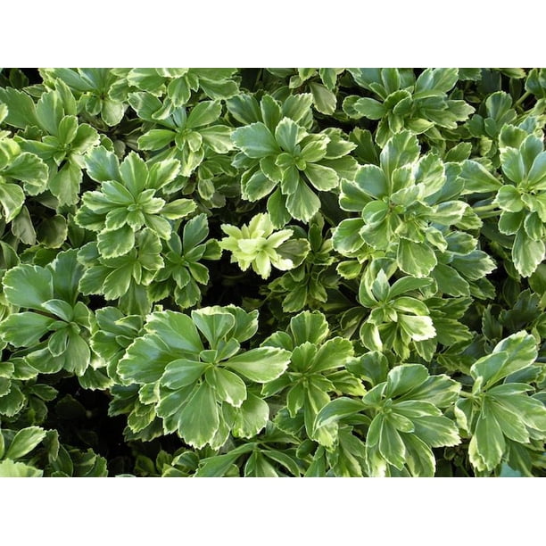 Pachysandra Terminalis Silver Edge 50 Bare Root Plants Walmart Com Walmart Com