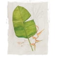 thumbnail image 3 of Tillmon, Avery 20x24 Black Modern Framed Museum Art Print Titled - Botanical Journal I Light, 3 of 5