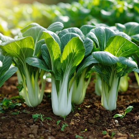 Pak Choi Chinese Cabbage White Stem 150 Seeds | Crisp, Tender Asian Green, Easy-to-Grow