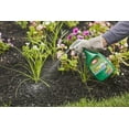 thumbnail image 2 of Ortho Grass B Gon Garden Grass Killer, Ready-to-Use, Controls Crabgrass, 24 fl. oz., 2 of 3