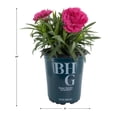 thumbnail image 7 of Better Homes and Gardens Outdoor Live Plant Dianthus Carnation Sunflor Allura Pink 1QT, Sun, 7 of 7