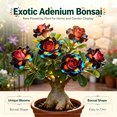 thumbnail image 5 of Desert Rose, Shade Plant for Gardens-Easy Grow-Low Maintenance-Ideal for Beds Borders, Plant Pots & Planters, 5 of 5