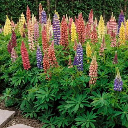 Outsidepride Russell Lupine Plant Flower Seed - 1 LB