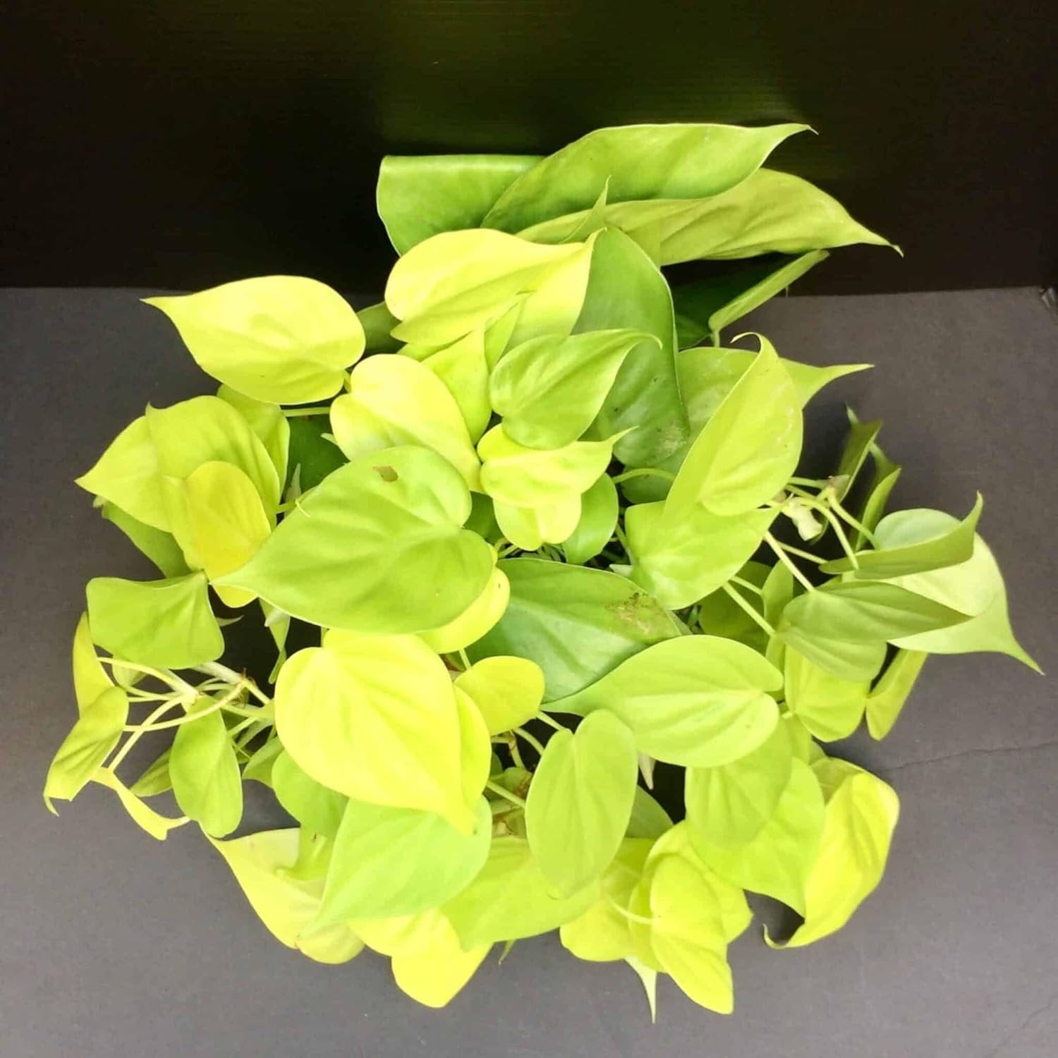 Lemon Philodendron - Live Plant in a 4 Inch Pot - Philodendron Erubescens - Extremely Rare and Beautiful Indoor Houseplant - A Rare Tropical Masterpiece