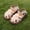 White, variant on Dpytoraw Girls Sandals For Toddlers 1 3 Years Soft Comfortable Everyday Party Casual Dressy Strappy Summer Footwear Lightweight Breathable Slip On Girls Sandals For Beach Size 6.5