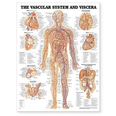 - Vascular System and Viscera Anatomical Chart