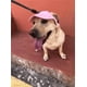thumbnail image 5 of Capucha de protección solar al aire libre para perros, 2024 Nuevo sombrero de protección solar al aire libre para perros, gorra de béisbol con protección solar para perros, gorra de béisbol para masco, 5 of 7