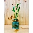 thumbnail image 2 of Lucky Lotus 12" Lucky Bamboo Live Plants in 5" Elephant Ceramic Pot, 2 of 7