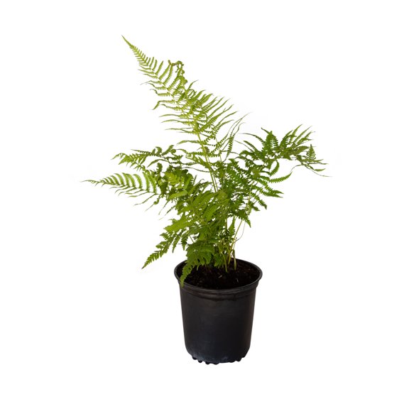 Expert Gardener Southern Wood Fern (2.5 Quart) Semi-Evergreen Perennial with Lush Green Foliage - Part Sun Live Outdoor Plant