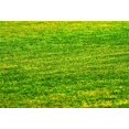 thumbnail image 2 of BSDHOME 7x5ft Photography Backdrop Green Grass Field with Yellow Flowers Photo Background Backdrops, 2 of 4