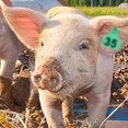 thumbnail image 2 of QHUDLV Kit d'Étiquettes d'Oreilles pour Bétail, 100 Étiquettes Numérotées avec Pince pour Bovins et Moutons, 2 of 7
