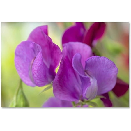 Sweet Pea Wedding Flowers - Trademark Fine Art 'Two Sweet Pea Flowers' Canvas Art by Cora Niele