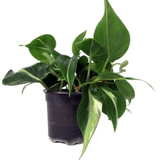 Live Indoor Large Gloriosum Philodendron Houseplant - Low Light - 4"" Pot"  - Walmart.com
