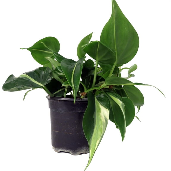 Rare Exotic Silver Stripe Philodendron 4" Pot - Low Light - Easy