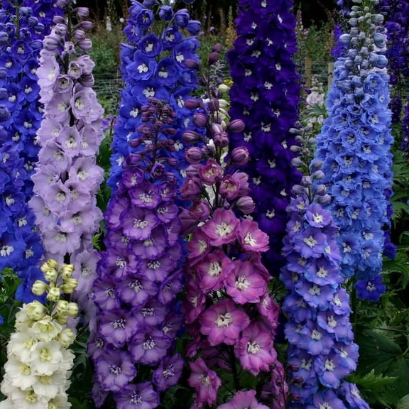50 Dark Mix Delphinium Seeds – Tall Perennial Larkspur Flower – Colorful Garden Border Plant