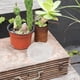 thumbnail image 5 of 10 platillos de plástico para macetas, platillos transparentes para plantas, bandeja para plantas, platillos para macetas, ideales para bandejas de plantas, platos para macetas para atrapar agua, 5 of 5