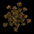 thumbnail image 3 of 6pcs flor secada prensada flor de zanahoria real para velas artesanales Amarillo Sunnimix Flores secadas prensadas naturales, 3 of 8