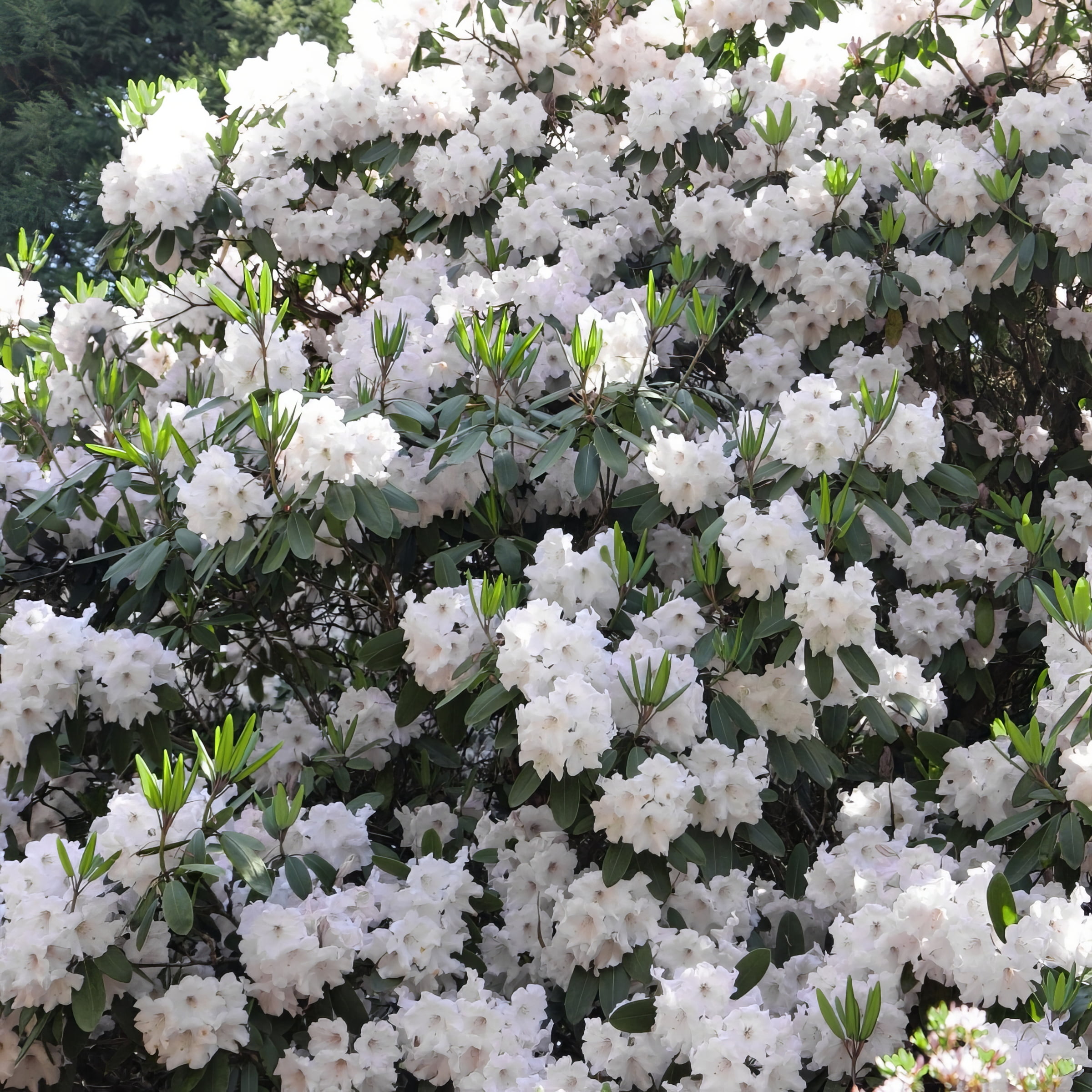 3 gal. Floramore Azalea White Live Shrub with White Flowers with Part Sun 1- Pack