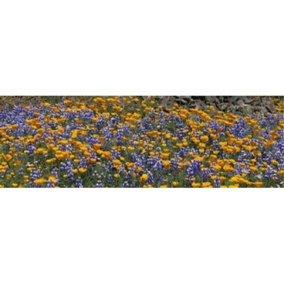 Panoramic Images PPI74505L California Golden Poppies - Eschscholzia californica and Bush Lupines - Lupinus albifrons Table Mountain California USA Poster Print by Panoramic Images - 36 x 12