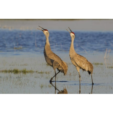 Calling Crane - Sandhill crane pair calling Print Wall Art By Ken Archer