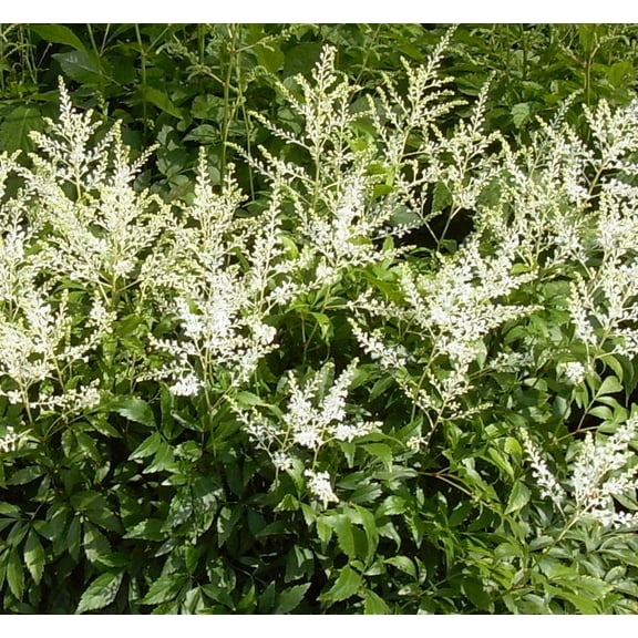 Deutschland Astilbe - 1 Gallon Shade Perennial
