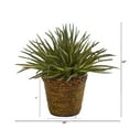 thumbnail image 3 of Nearly Natural 13in. Aloe Artificial Plant in Basket, 3 of 3