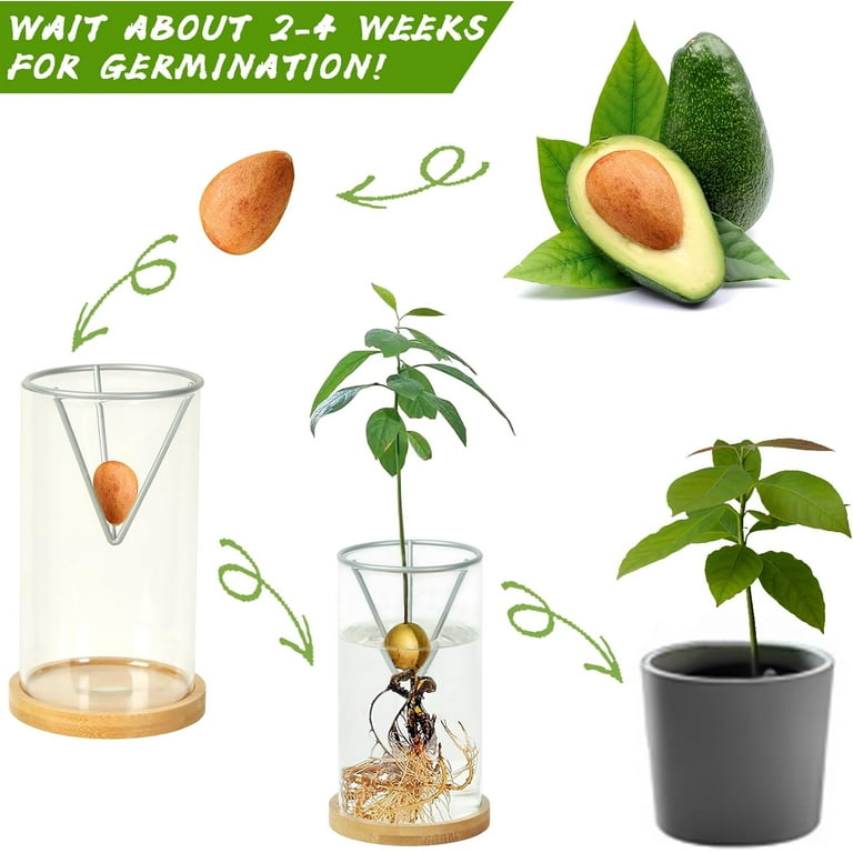 MUSICOZY Avocado Tree Growing Kit, Avocado Seed Starter Vase, Glass Plant  Pot with Wooden Base - Walmart.com