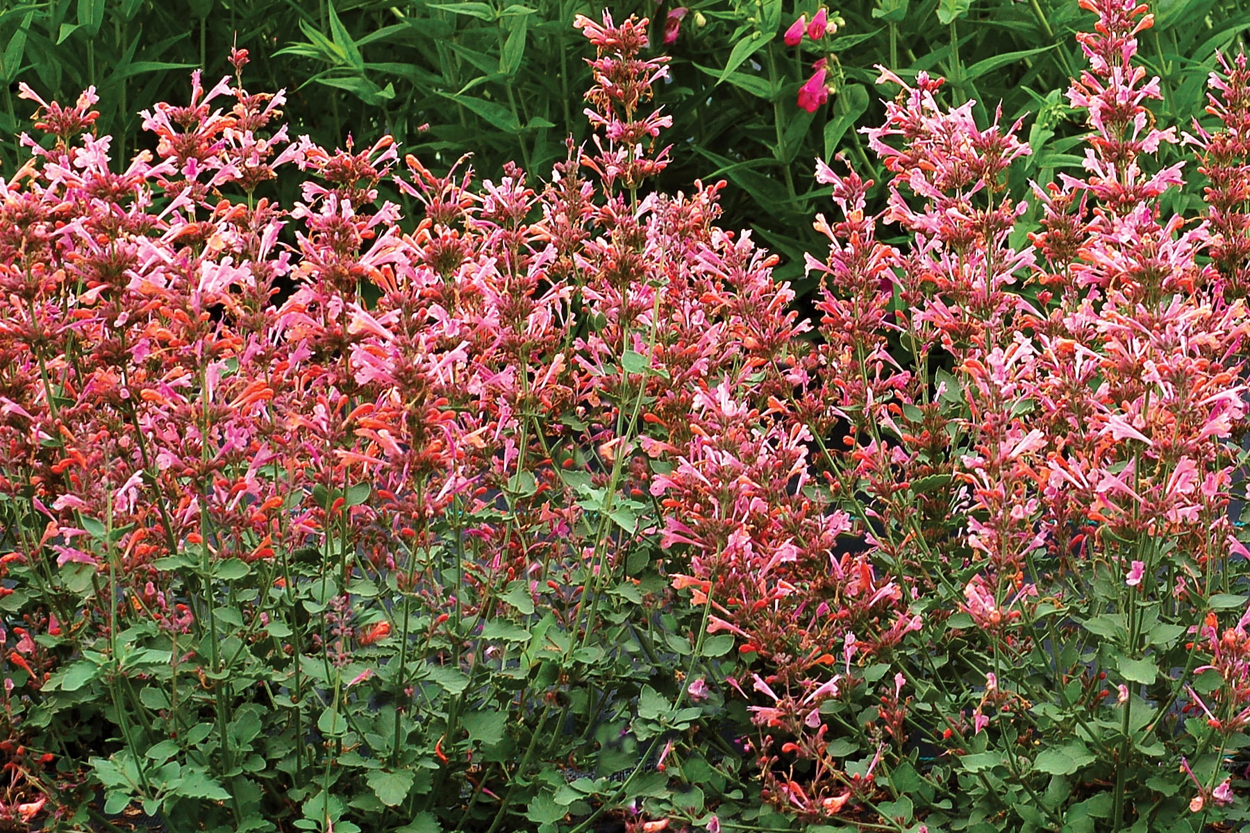 agastache kudos ambrosia agastache kudos ambrosia