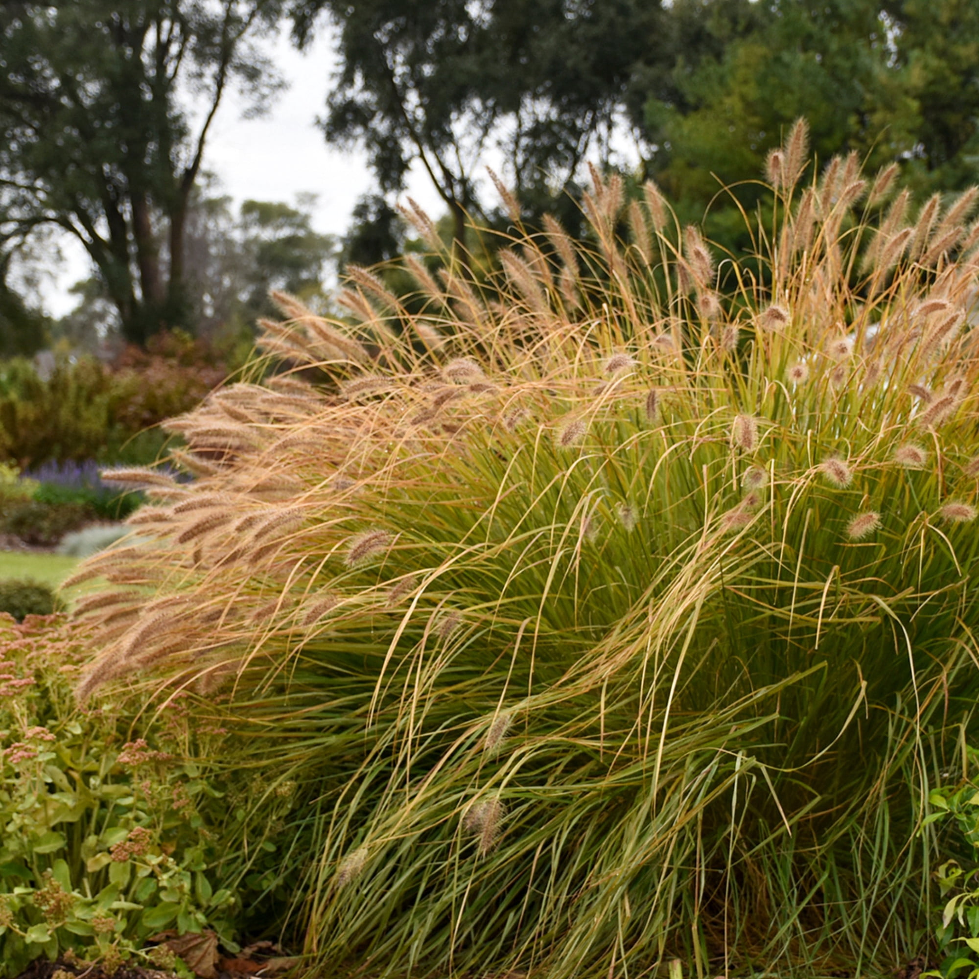 Proven Winners 6" Prairie Winds 'Desert Plains' Fountain Grass Live Plant in 6.5" Pot