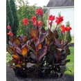 thumbnail image 3 of Canna, Low Maintenance - Ideal for Beds Borders, Plant Pots & Planters, 3 of 6