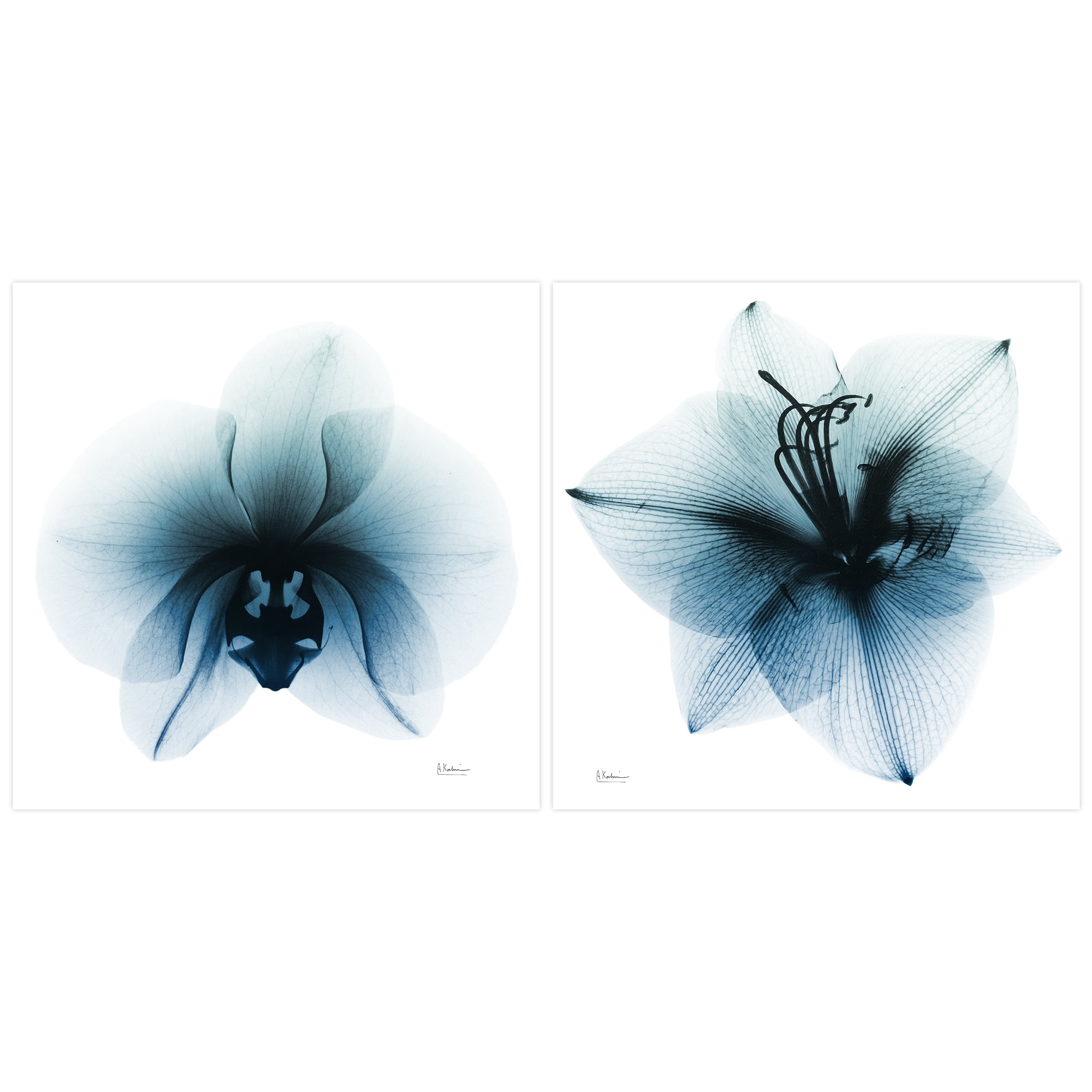 Orchid & Amaryllis 38 in x 38.00" Painting Art Prints, by Empire Art Set of 2